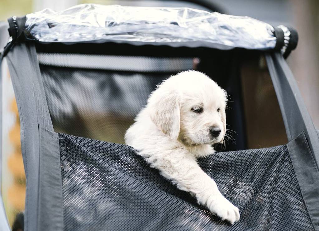 Courier Dog Trailer Kit