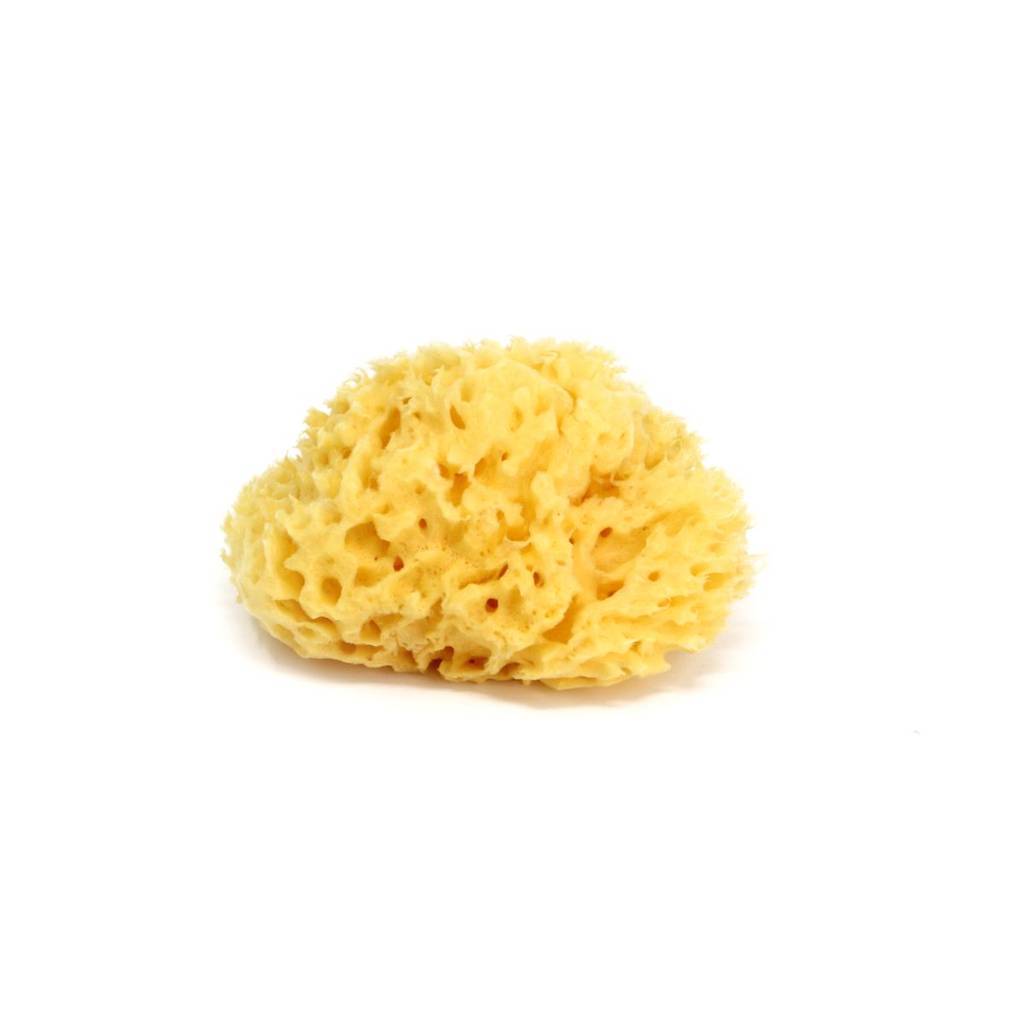 Natural Sponge Honeycomb