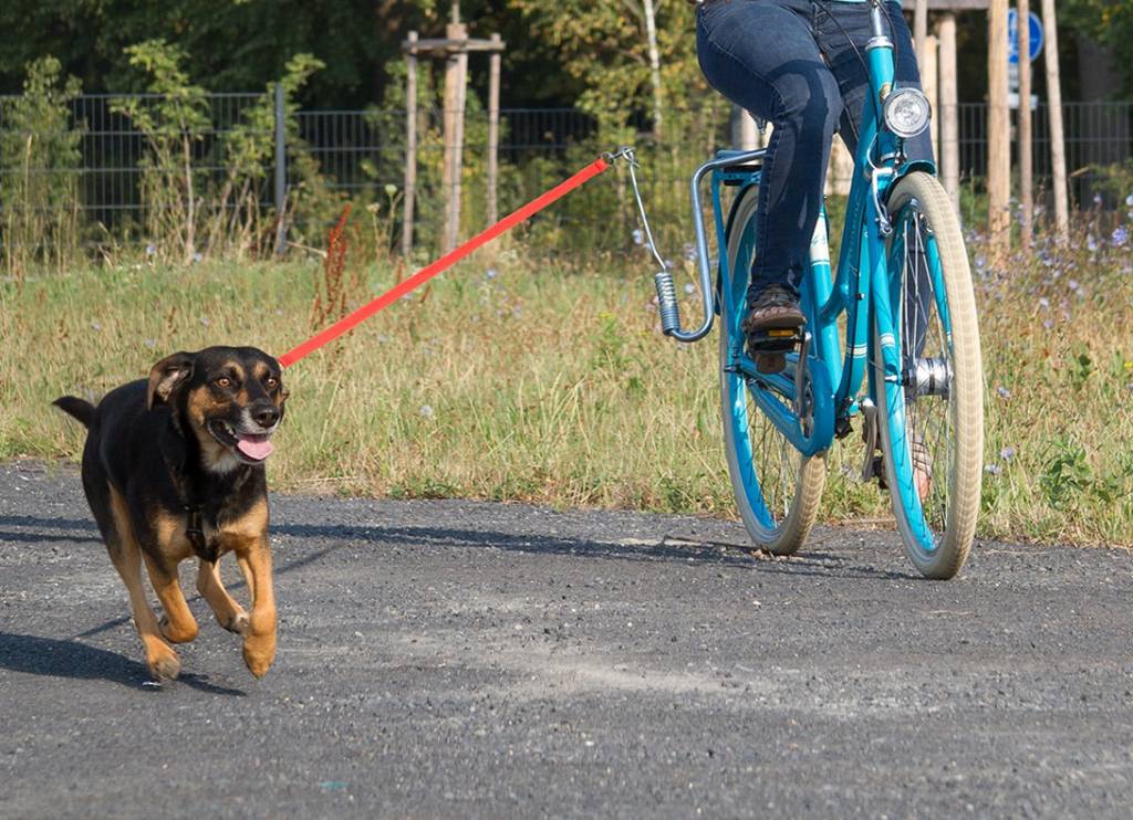 Dog Walk Stöng